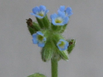 Myosotis cfr. ramosissima